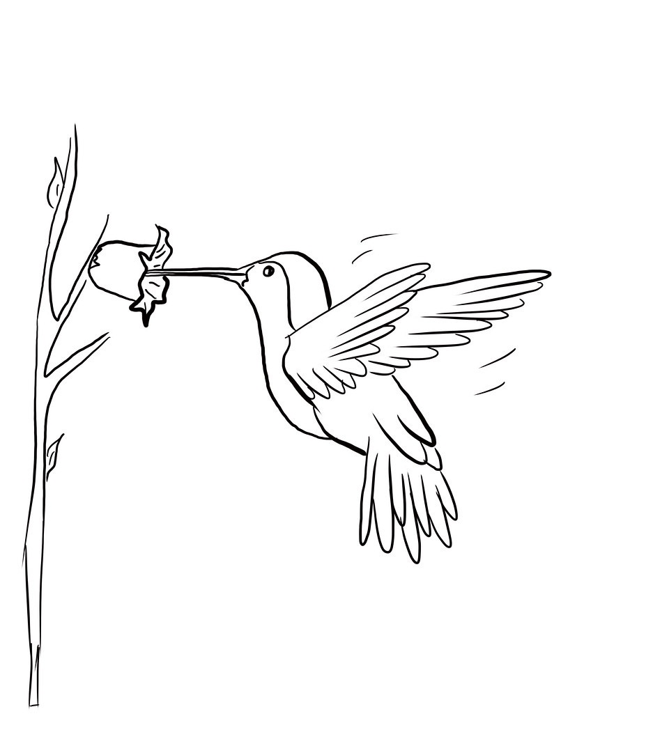 Free printable hummingbird coloring pages for kids