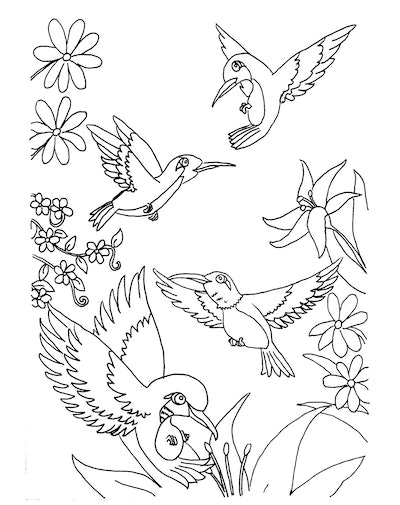 Hummingbird coloring pages free printable pages for kids