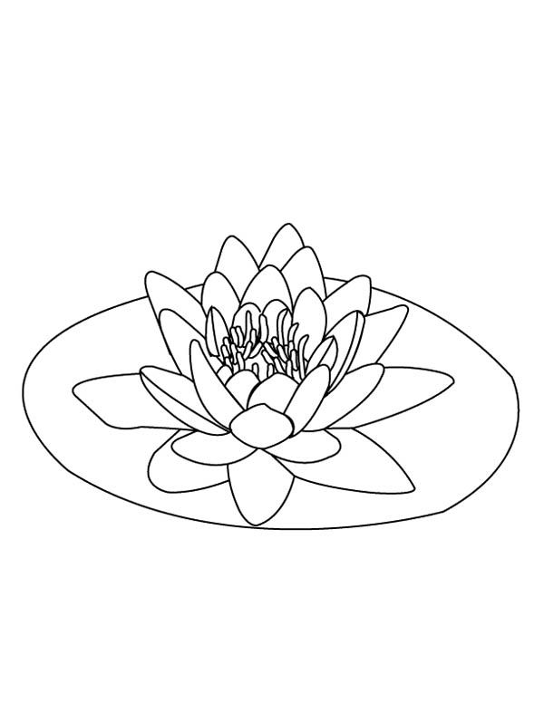 Lily pad on the middle of pond coloring page color luna flower coloring pages flower tattoo drawings lily pads