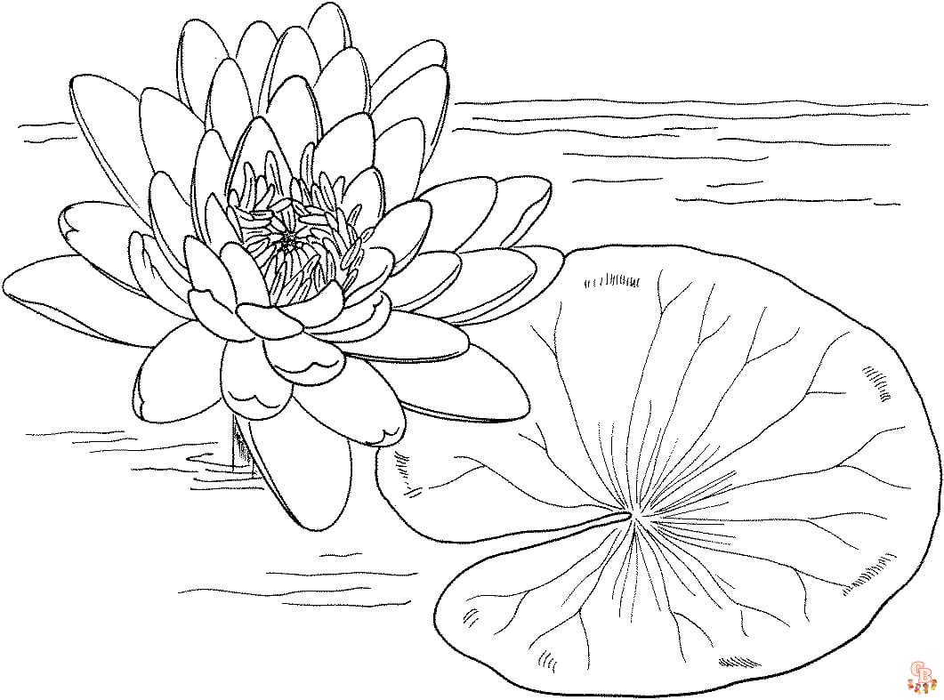 Printable lily pads coloring pages free for kids and adults