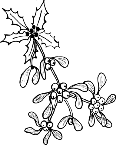 Mistletoe coloring page free printable coloring pages