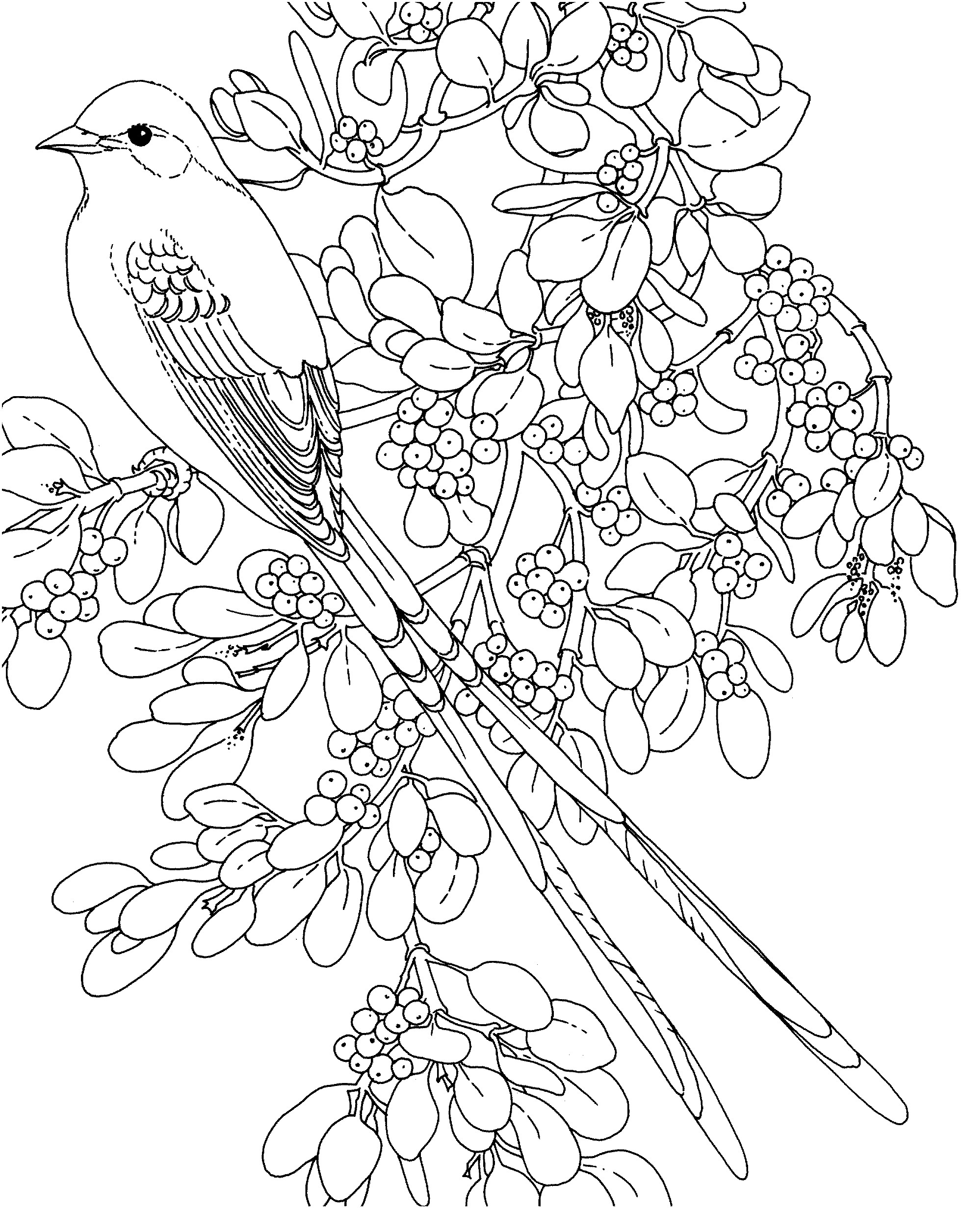 Mistletoe coloring pages