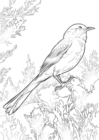 Perched northern mockingbird coloring page free printable coloring pages