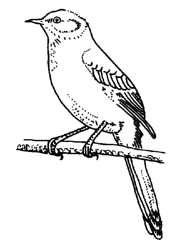 Mockingbird coloring pages