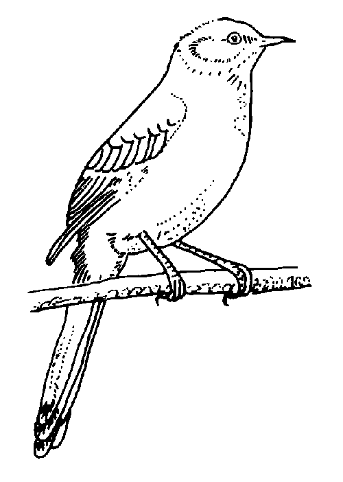 Mockingbird coloring page