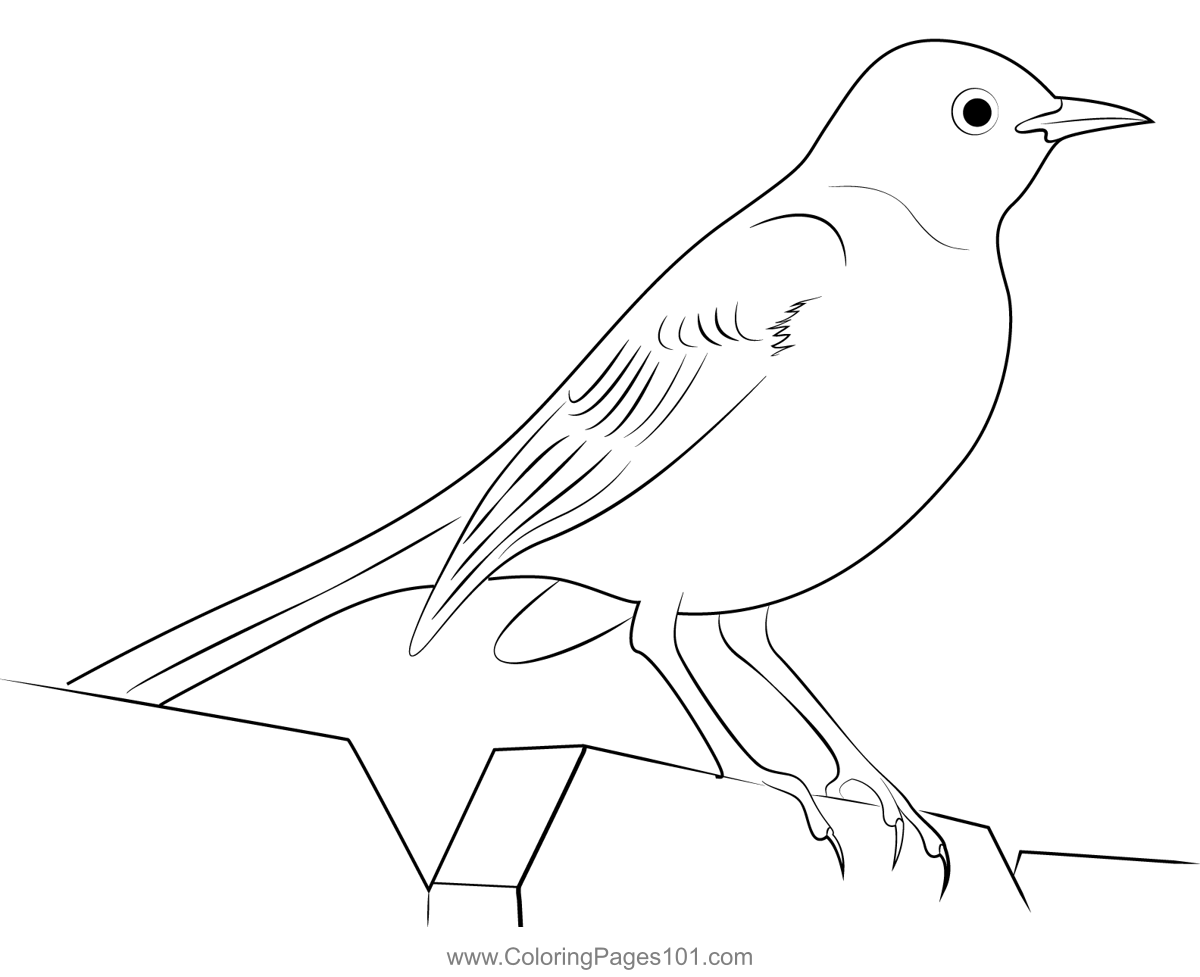 Northern mockingbird coloring page for kids