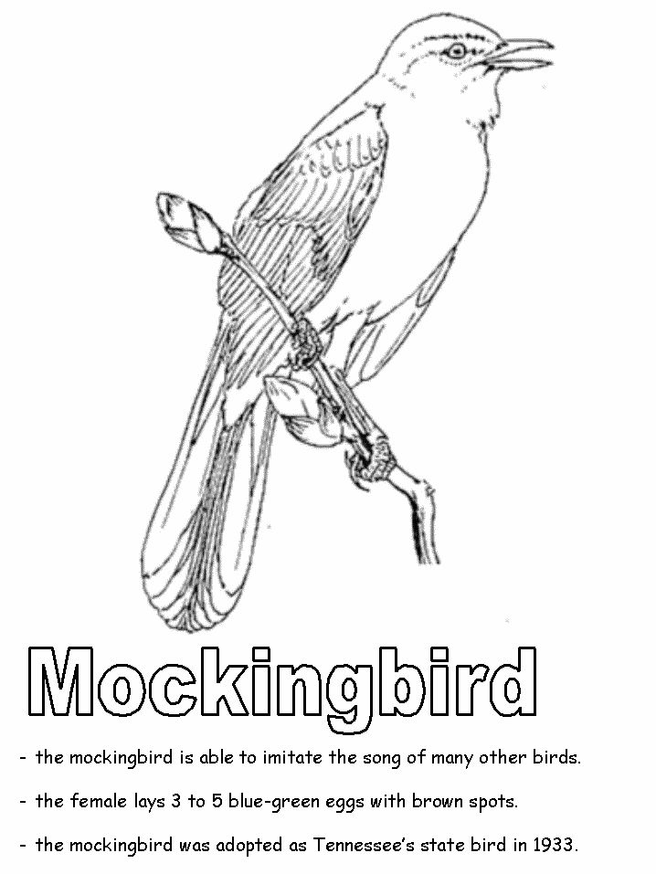 Mockingbird coloring page bird coloring pages state birds coloring pages