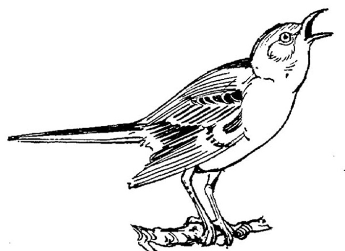 Mockingbird coloring pages