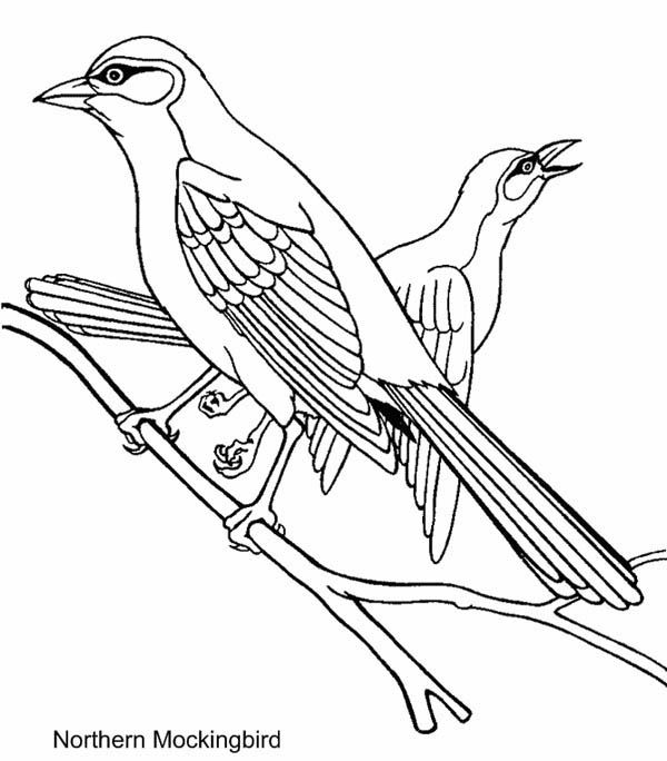 Northern mockingbird coloring page