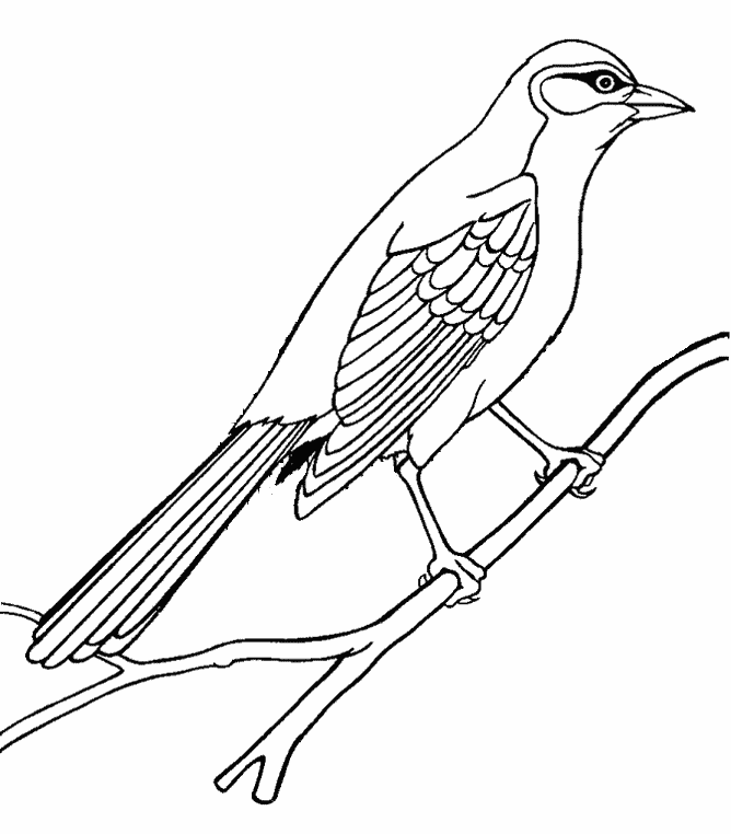 Mockingbird coloring page