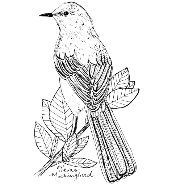 Texas mockingbird state bird art print texas decor mockingbird drawing texas gift black and white bird drawing