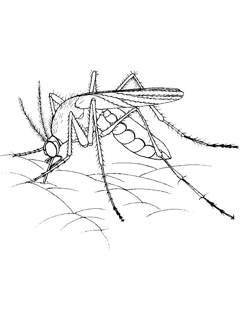 Free printable mosquito coloring pages for kids coloring pages nature insect coloring pages coloring pages