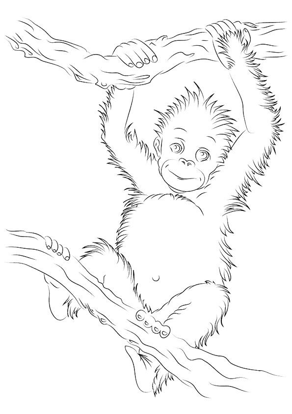 Top orangutan coloring pages for your little ones animal coloring pages coloring pages free printable coloring pages