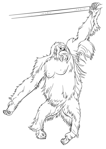 Sumatran orangutan coloring page free printable coloring pages
