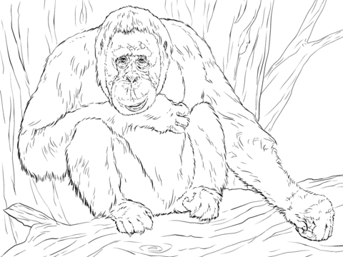 Realistic bornean orangutan coloring page free printable coloring pages