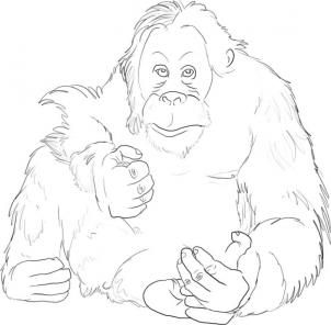 How to draw a sumatran orangutan step drawings zoo coloring pages orangutan