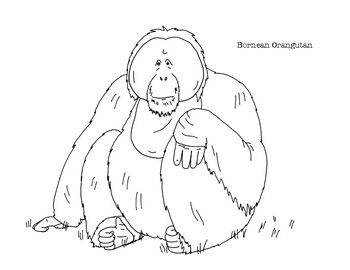 Bornean orangutan coloring page bornean orangutan coloring pages orangutan