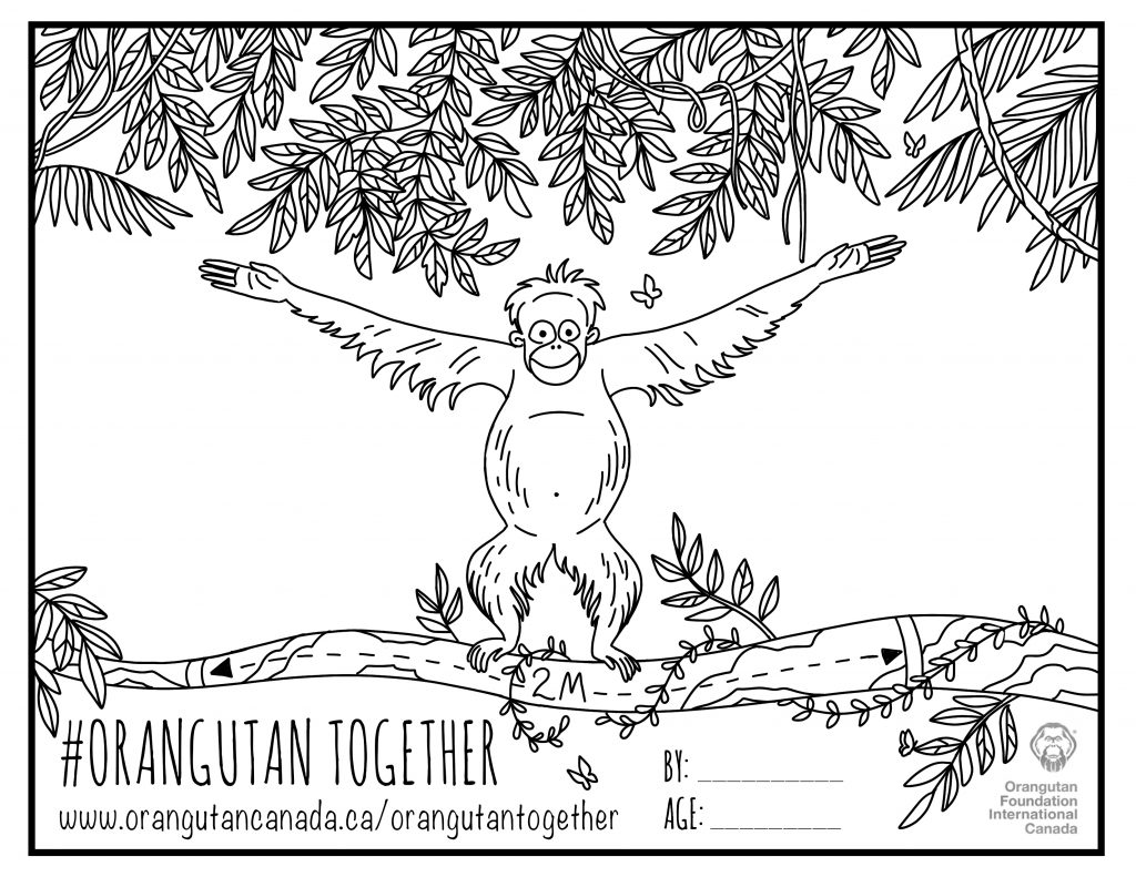 Orangutantogether