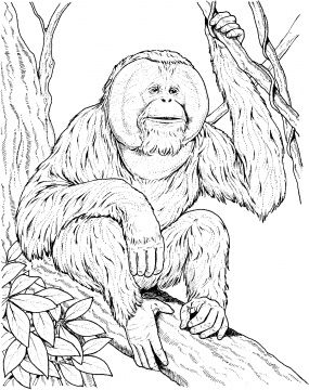 Orangutans coloring pages supercoloring gorilla illustration farm animal coloring pages coloring pages to print