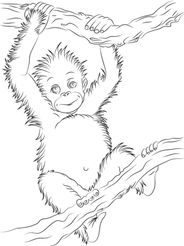 Cute baby orangutan coloring page from orangutans category select from printable crafts of cartoonsâ animal coloring pages animal outline baby orangutan