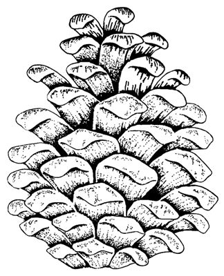 White cat also pine cone outline on white pine cone coloring pages pine cone drawing wood burning art pine cones