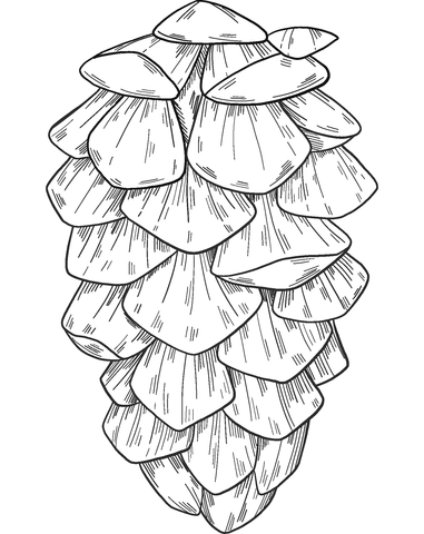 Pine cone coloring page free printable coloring pages