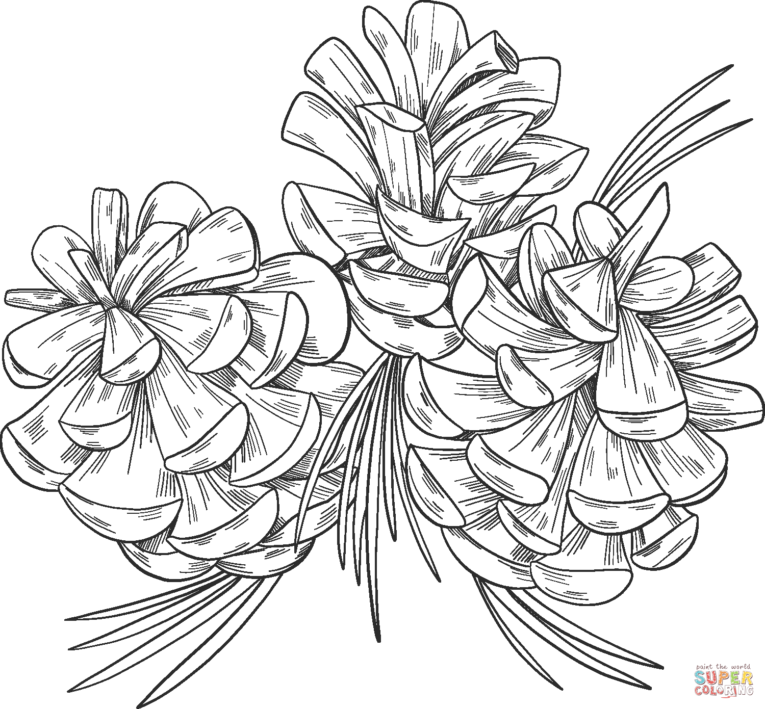 Pine cones coloring page free printable coloring pages