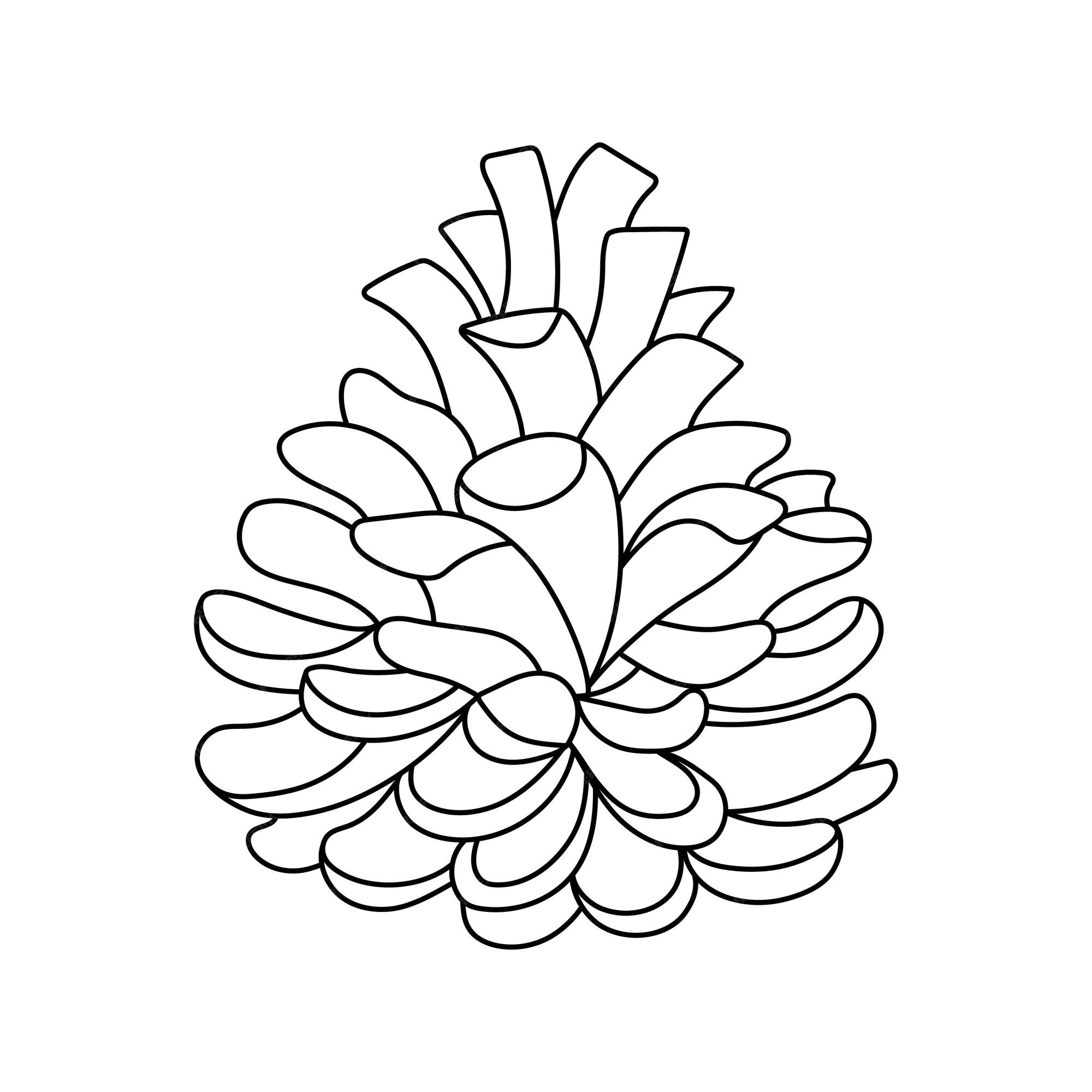 Premium vector hand drawn outline pine cone