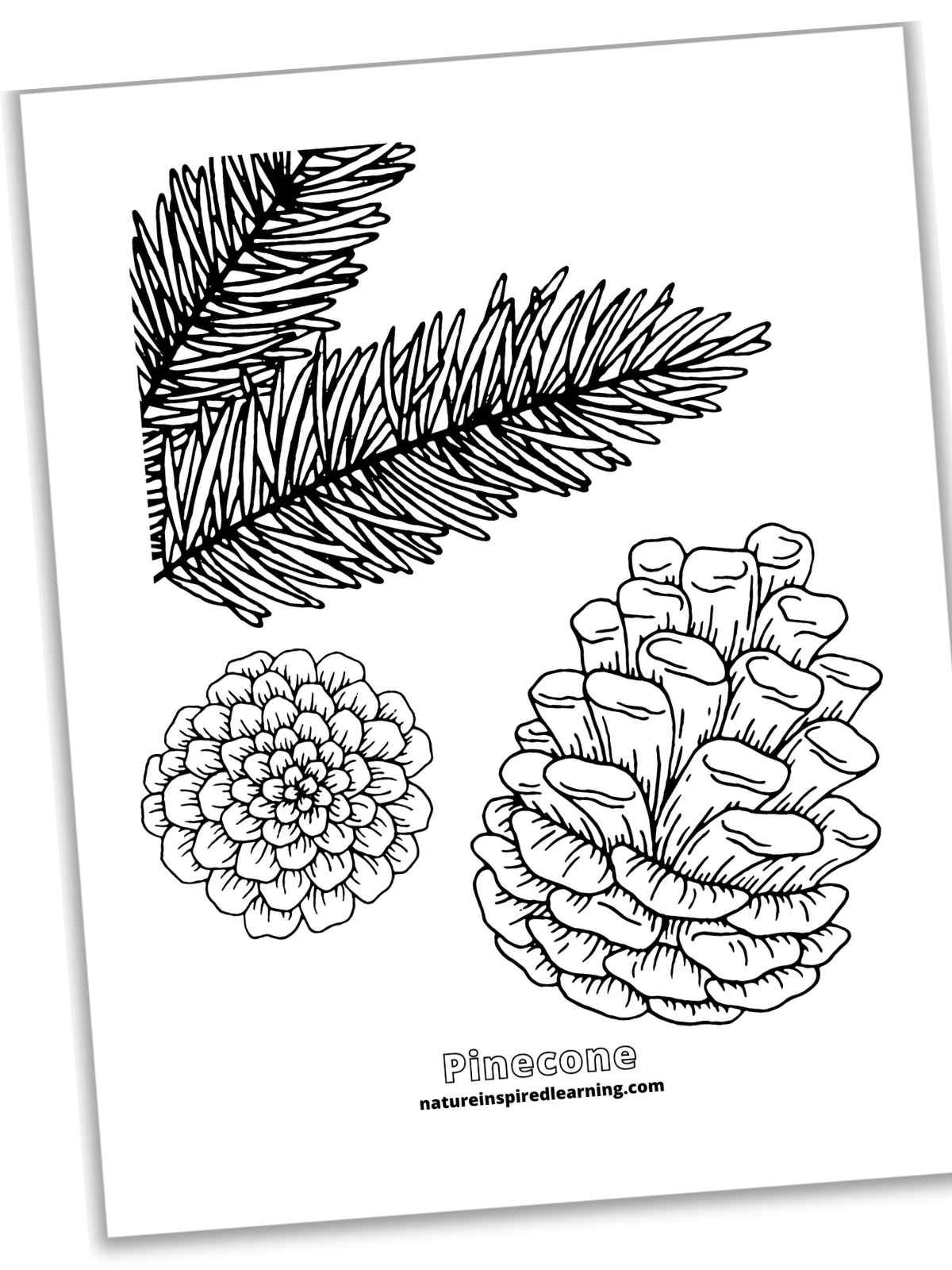 Pinecone coloring pages