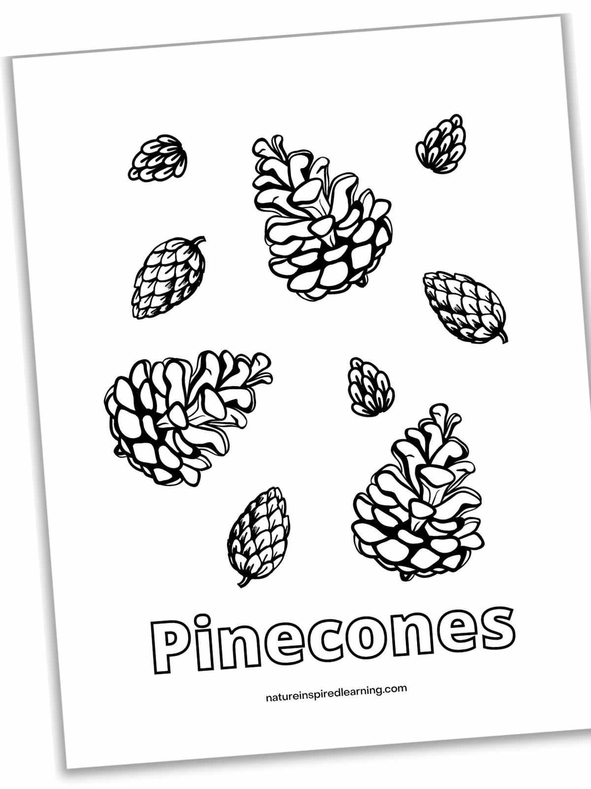 Pinecone coloring pages