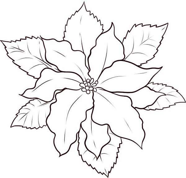 Poinsettia coloring page