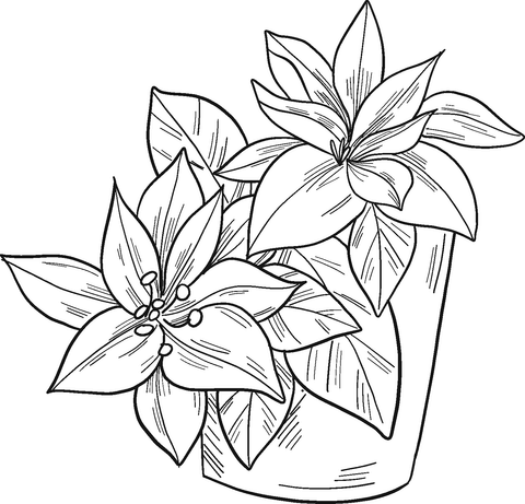 Poinsettia in a pot coloring page free printable coloring pages