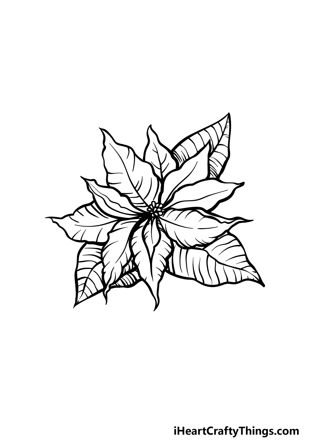 Poinsettia drawing