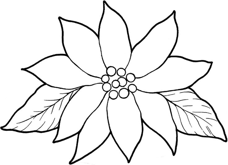 Christmas coloring pages flower coloring pages poinsettia flower
