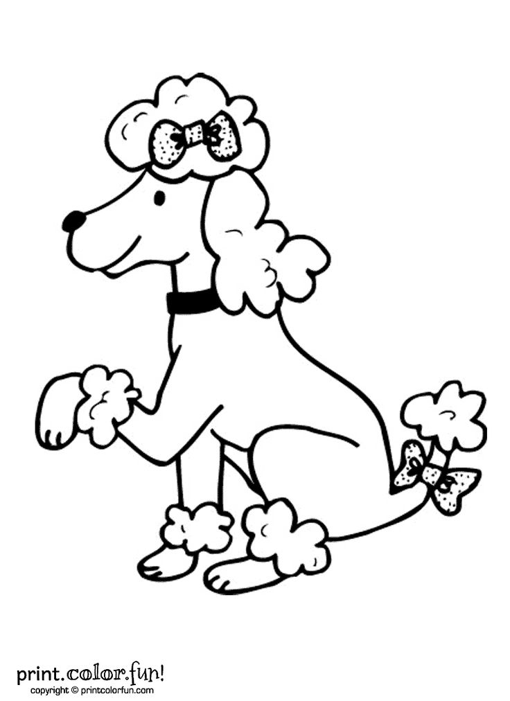 Poodle dog dog coloring page poodle dog poodle drawing