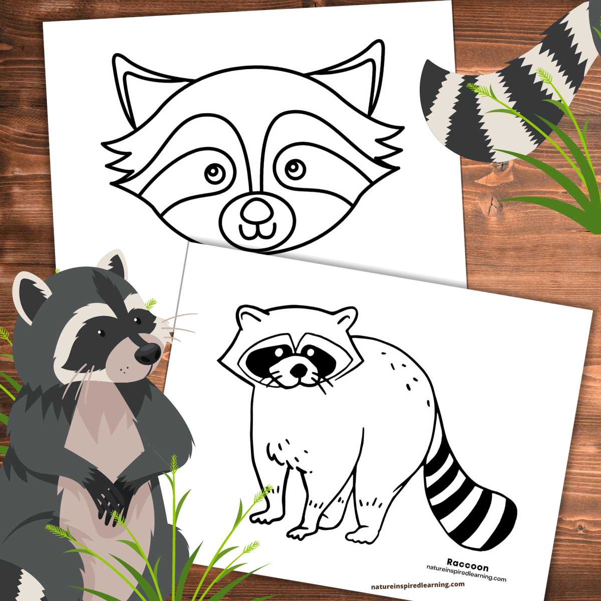 Raccoon coloring pages