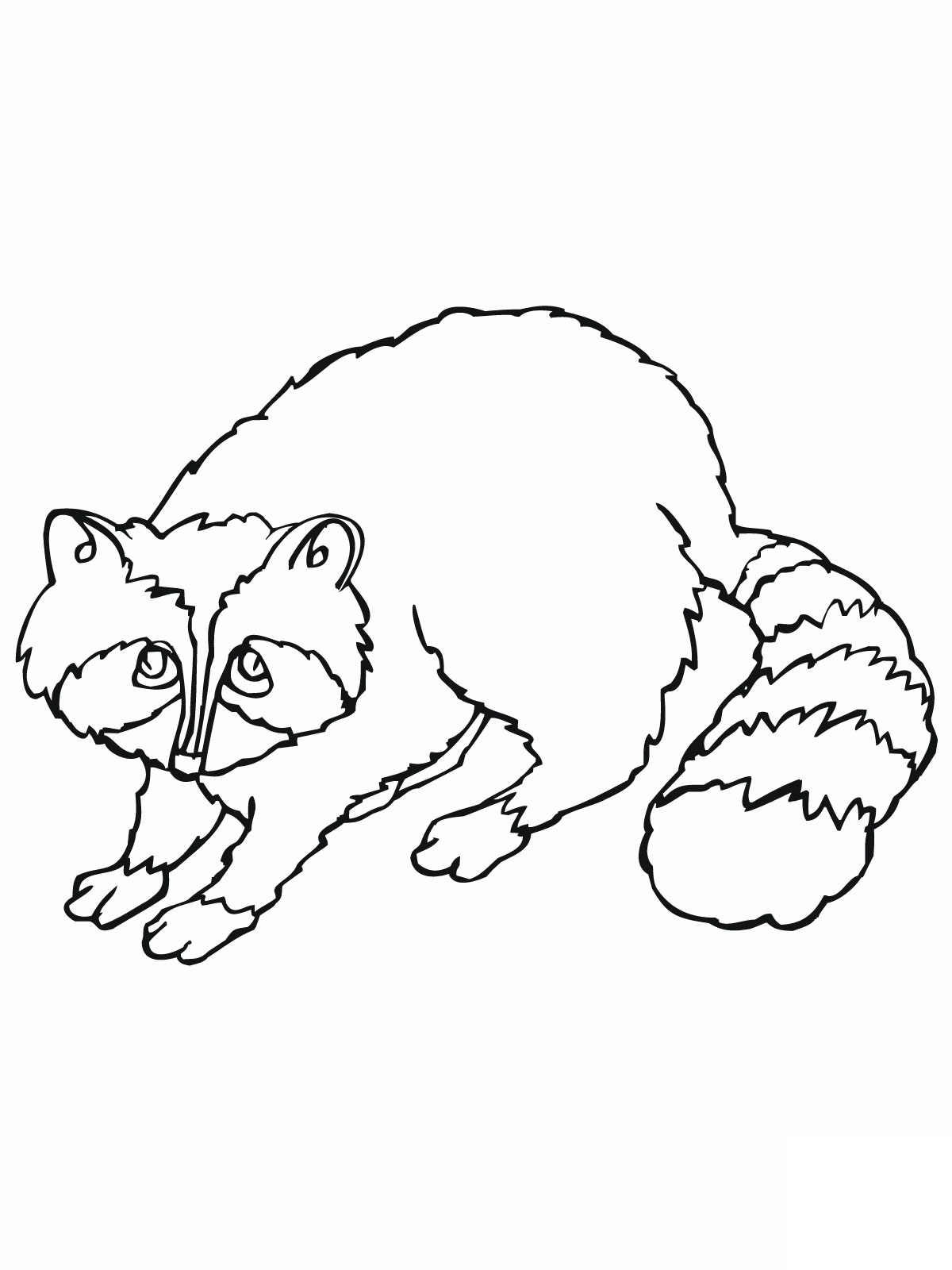 Free printable raccoon coloring pages for kids