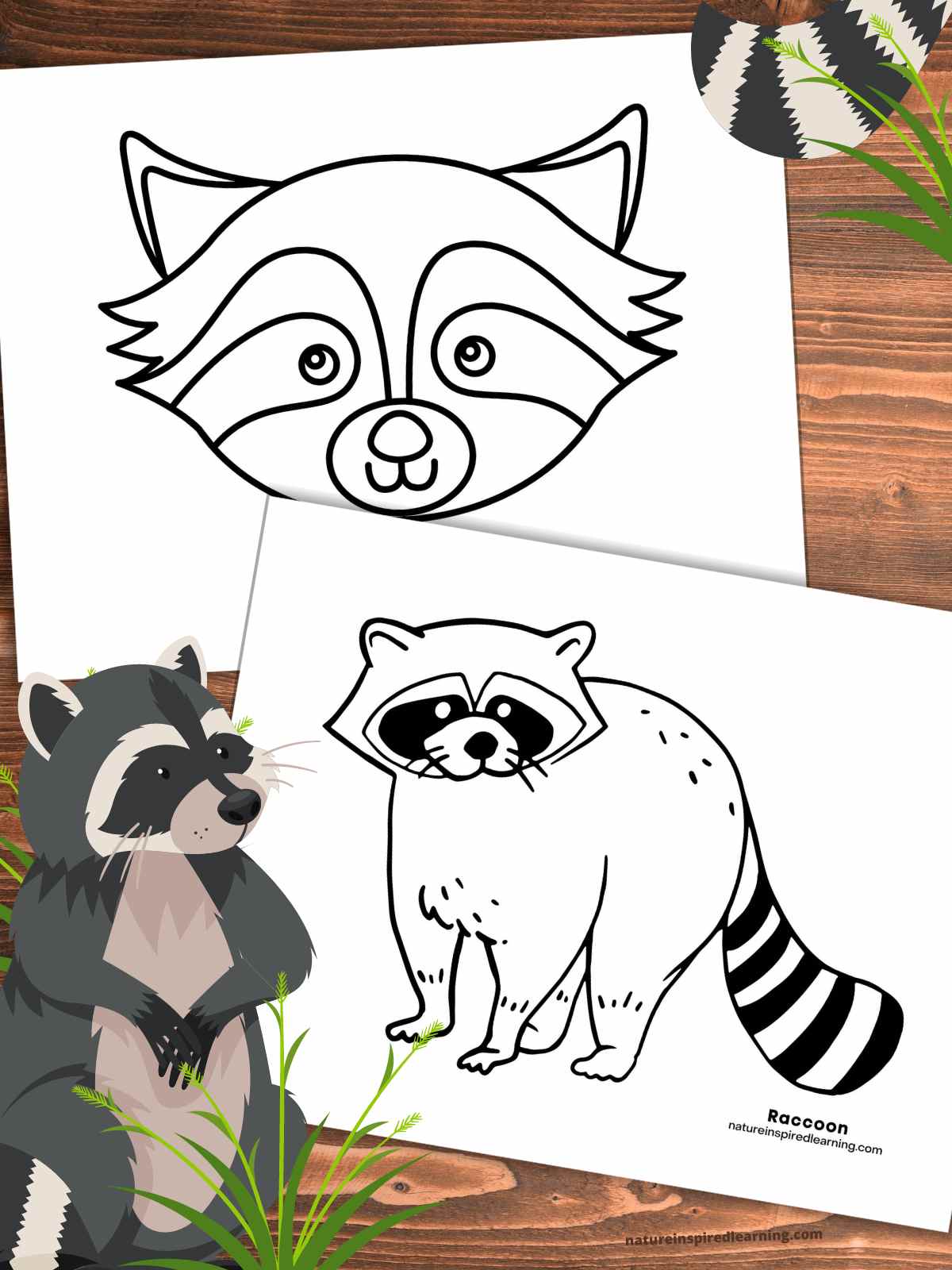 Raccoon coloring pages