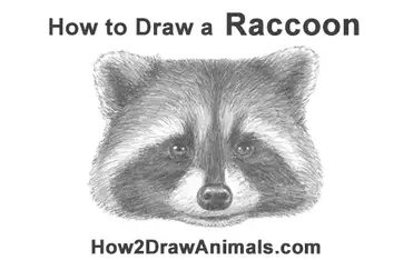 How to draw a raccoon head detail video step