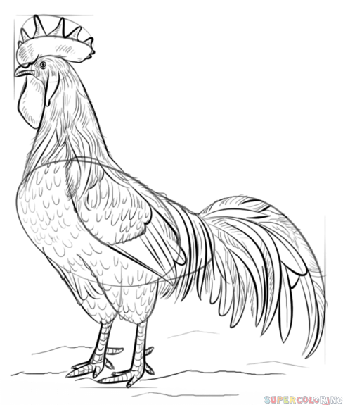 How to draw a rooster step by step drawing tutorials