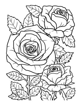 Rose color pages images â browse photos vectors and video