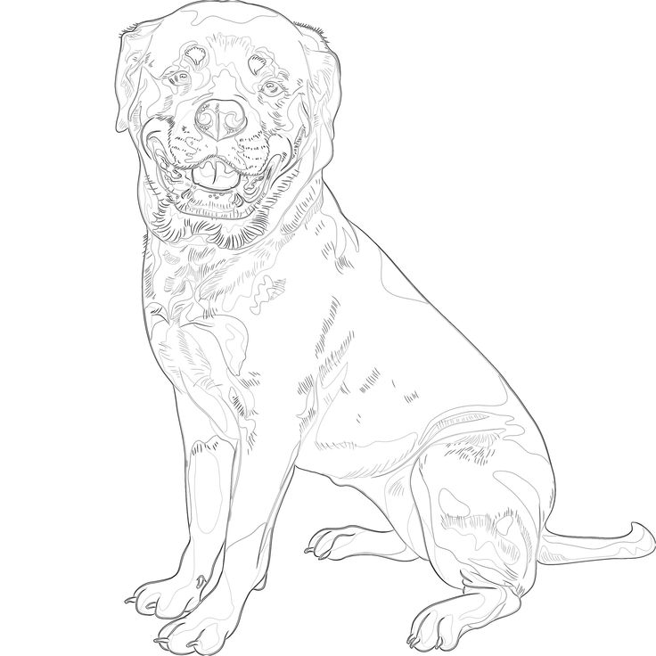 Dog rottweiler breed coloring page in rottweiler breed rottweiler rottweiler dog