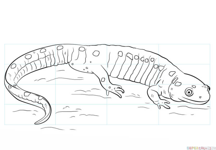 How to draw a salamander step by step drawing tutorials