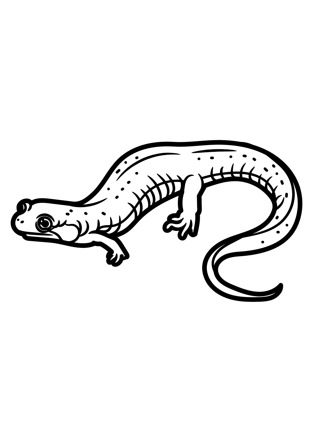 Salamander coloring pages printable for free download