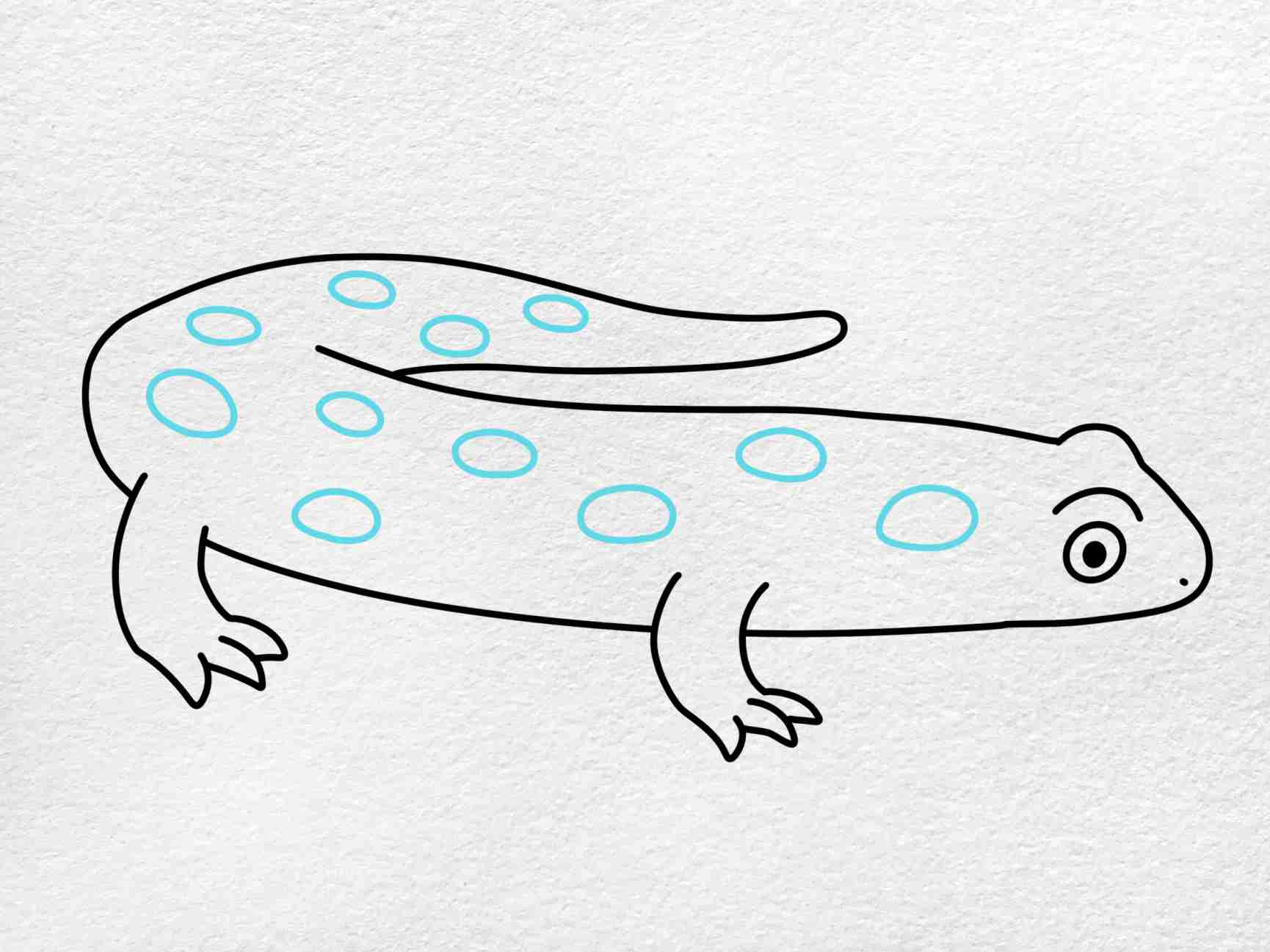 How to draw a salamander