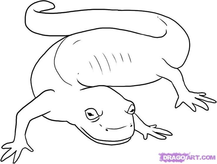 How to draw a spotted salamander step cute coloring pages salamander drawings