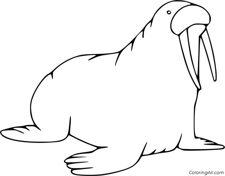 Free printable walrus coloring pages in vector format easy to print from any device and automatically fit any paper size coloring pages walrus color