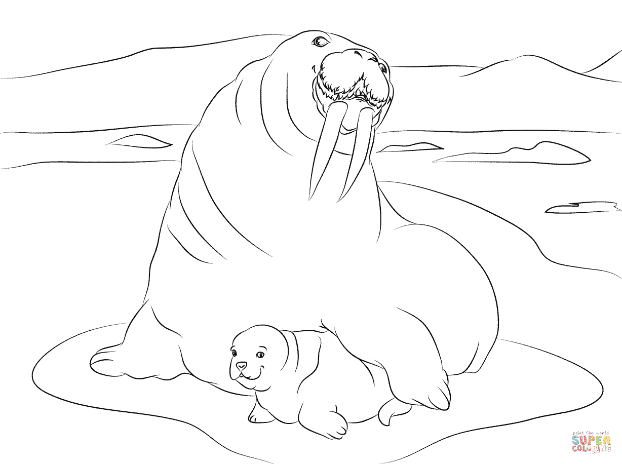 Walrus with cute baby coloring page free printable coloring pages