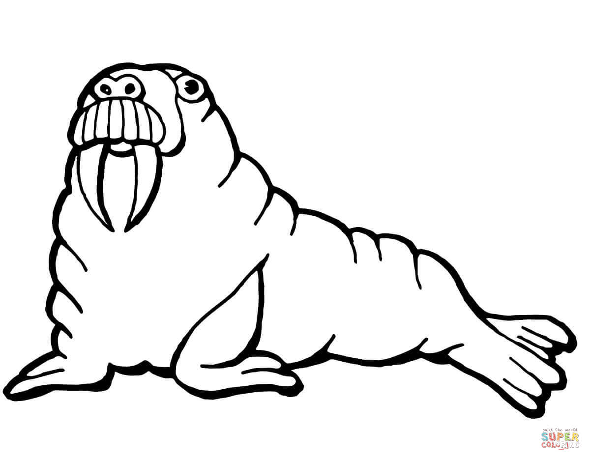 Walrus coloring page free printable coloring pages