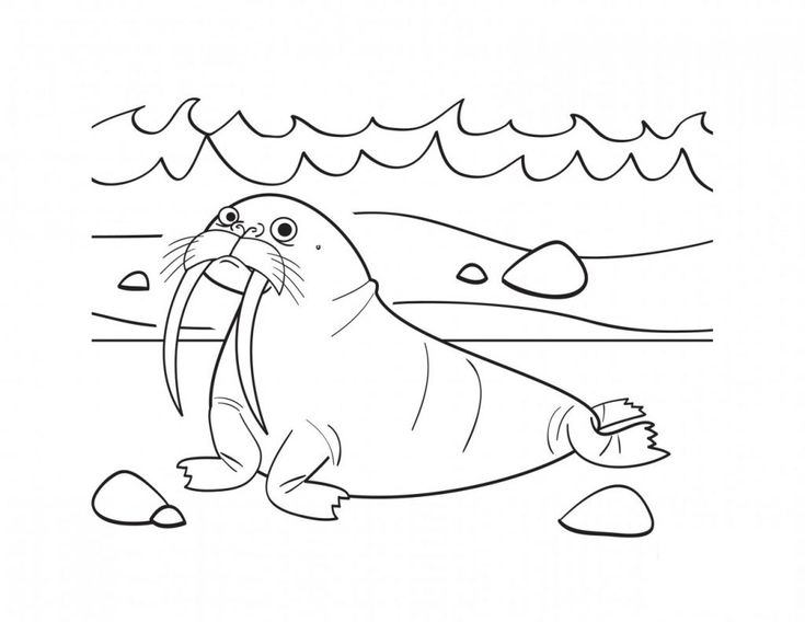 Free printable walrus coloring pages for kids coloring pages love coloring pages animal coloring pages